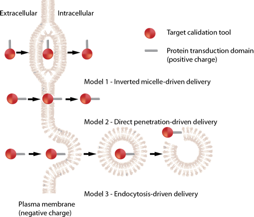 Mechanisms of Cell-Penetrating Peptide Internalization