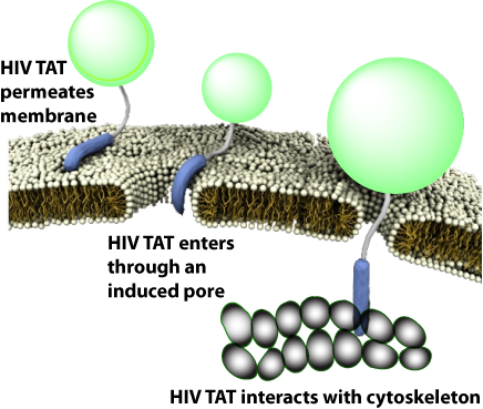 HIV TAT Translocation Mechanism