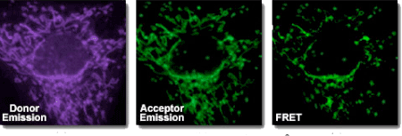 Peptide Fluorescence Resonance Energy Transfer FRET Microscopic Analysis